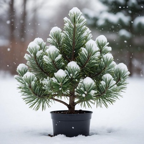 Сосна горная "Мугус" в горшке