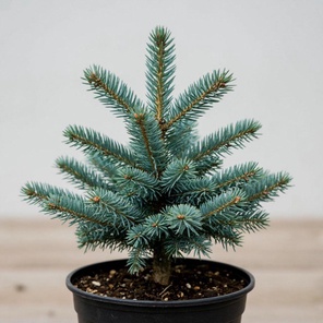 Ель колючая (Super Blue Seedling) в горшке