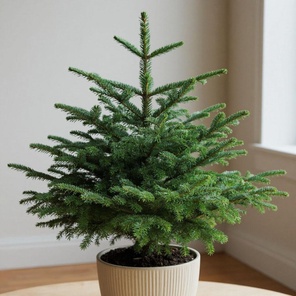 Ель русская в горшке