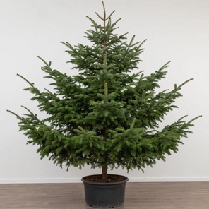 Пихта Сибирская в горшке