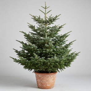 Ель Сербская в горшке