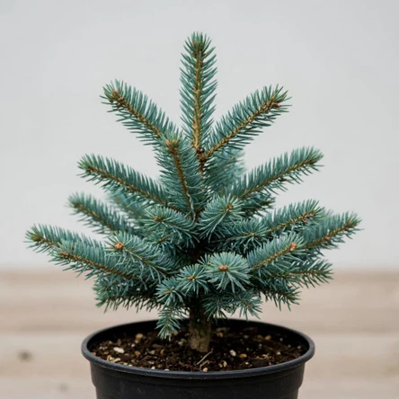 Ель колючая (Super Blue Seedling) в горшке